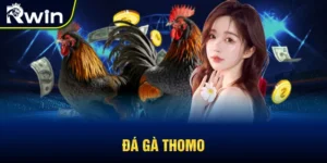 Đá gà Thomo
